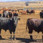 Vaccins Contre la Fièvre Aphteuse Produits en Afrique du Sud Vaccins Contre la Fièvre Aphteuse Produits en Afrique du Sud