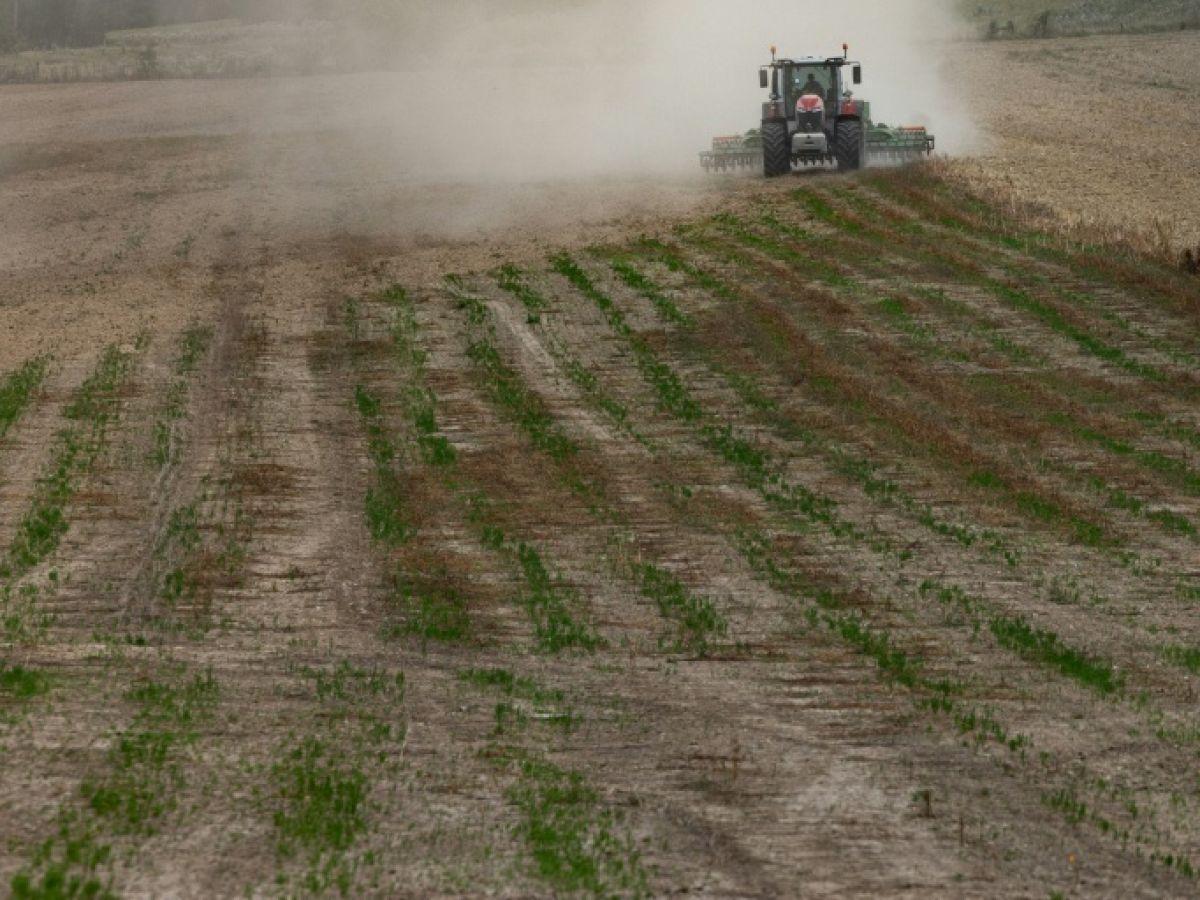 Déclin Alarmant des Populations D’Oiseaux Agricoles Déclin Alarmant des Populations D’Oiseaux Agricoles