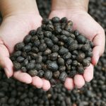 Réchauffement Climatique et Disparition du Café Réchauffement Climatique et Disparition du Café