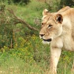 Tanganyika: un Lion en Divagation SèMe la Panique À Nyunzu Tanganyika: un Lion en Divagation SèMe la Panique À Nyunzu