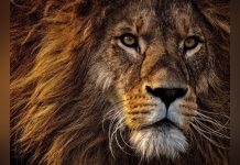 ADN de Lion Utilisé pour Condamner Braconniers ADN de Lion Utilisé pour Condamner Braconniers