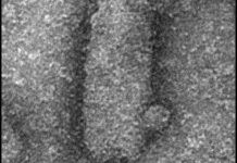 Cheval de Troie Viral dans les Virus Infectieux Cheval de Troie Viral dans les Virus Infectieux