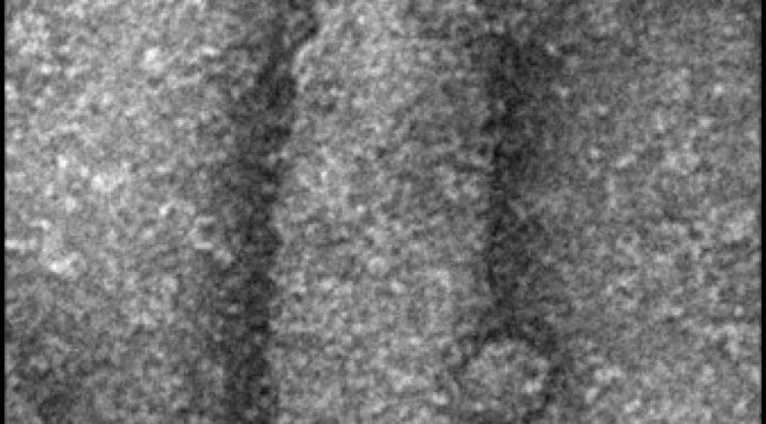 Cheval de Troie Viral dans les Virus Infectieux Cheval de Troie Viral dans les Virus Infectieux