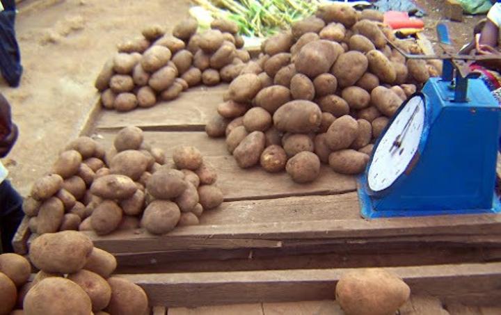 Mbanza-Ngungu : arrivée de 25 tonnes des semences pour relancer de la production de la pomme de terre Mbanza-Ngungu : arrivée de 25 tonnes des semences pour relancer de la production de la pomme de terre