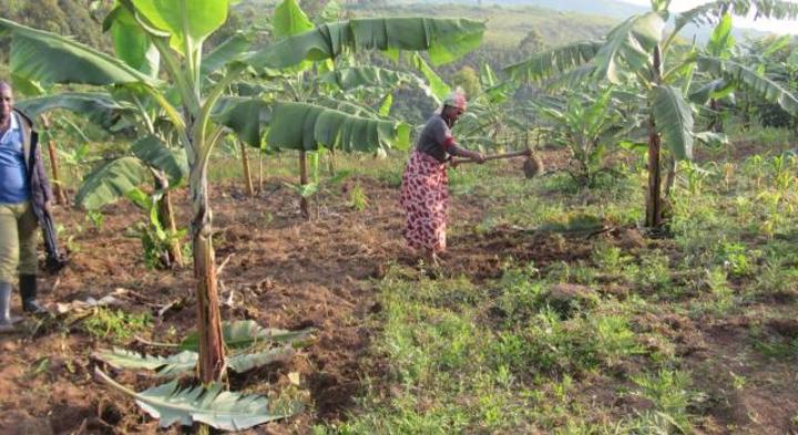 Beni : les cultivateurs découvrent deux armes de guerre avec chargeurs Beni : les cultivateurs découvrent deux armes de guerre avec chargeurs