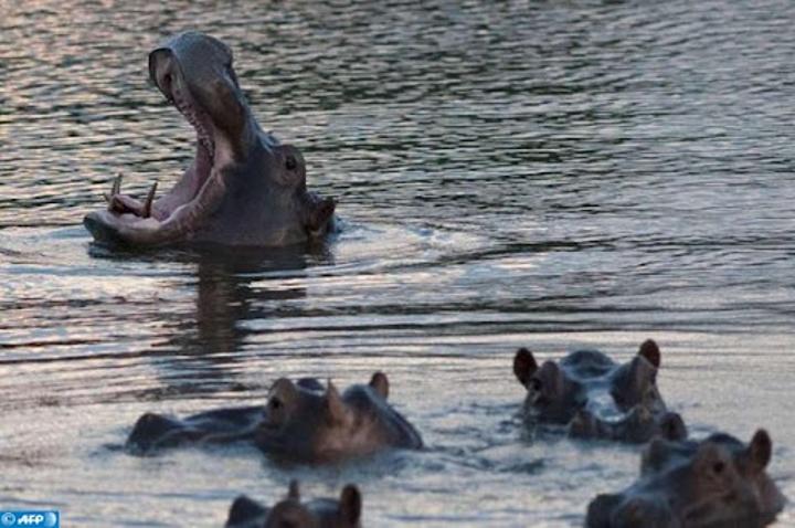 Pollution des rivières congolaises: deux hippopotames et plusieurs poissons de la réserve Mangay retrouvés morts par asphyxie Pollution des rivières congolaises: deux hippopotames et plusieurs poissons de la réserve Mangay retrouvés morts par asphyxie