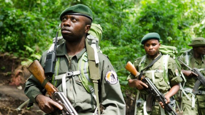 Parc des Virunga : Un écogarde tué par des hommes armés à Beni Parc des Virunga : Un écogarde tué par des hommes armés à Beni