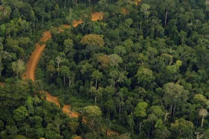 Gestion forestière : renforcer l’observation indépendante pour une meilleure transparence