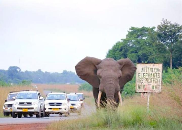 Gabon : le forum national sur le conflit Homme/faune toujours attendu au grand dam des populations victimes Gabon : le forum national sur le conflit Homme/faune toujours attendu au grand dam des populations victimes