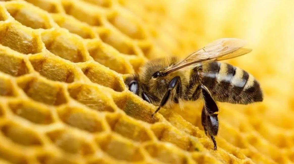 Les bienfaits du miel : pourquoi il est un super aliment pour les insectes