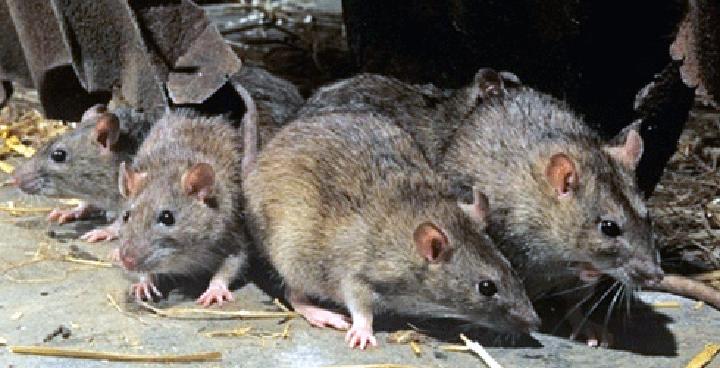 Lutte contre la peste : Une trentaine de rats capturés dans deux marchés de la Capitale Lutte contre la peste : Une trentaine de rats capturés dans deux marchés de la Capitale