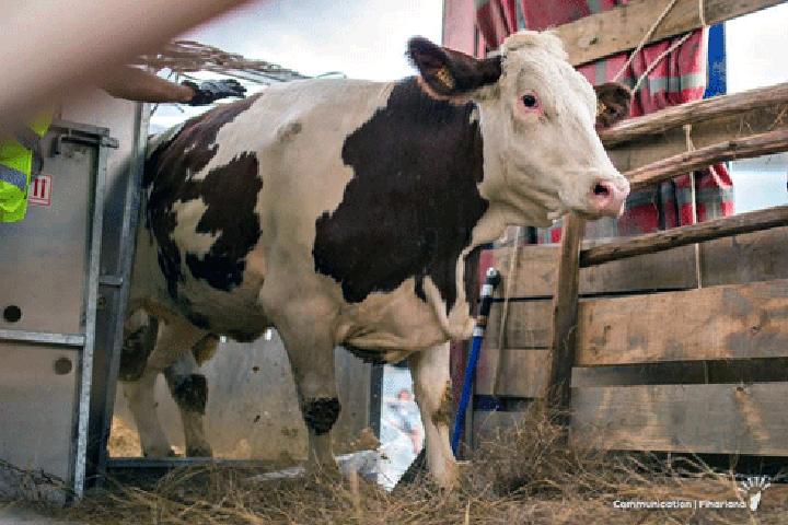 Projet Titre Vert : Attribution de 94 vaches laitières importées aux jeunes agripreneurs