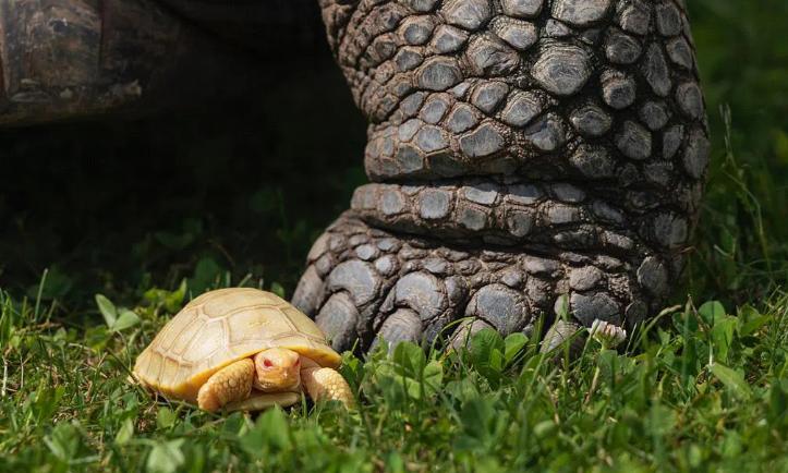 Unique au monde : une tortue des Galápagos albinos naît à Servion Unique au monde : une tortue des Galápagos albinos naît à Servion