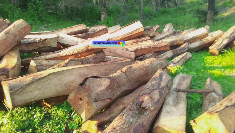 l’interdiction de la coupe du bois levée pour une année l’interdiction de la coupe du bois levée pour une année