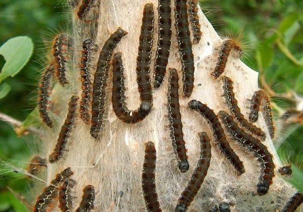 Alerte-Lola : des chenilles voraces à la frontière avec la Côte d’Ivoire, inquiétudes chez les paysans Alerte-Lola : des chenilles voraces à la frontière avec la Côte d’Ivoire, inquiétudes chez les paysans