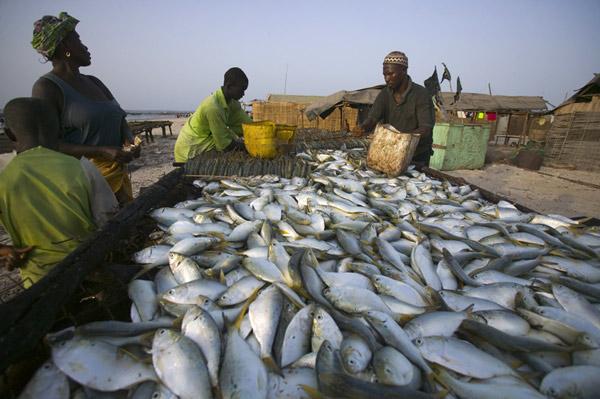 Rareté du poisson sur le marché : les principales raisons, selon Fodé Idrissa Kallo de la pêche artisanale Rareté du poisson sur le marché : les principales raisons, selon Fodé Idrissa Kallo de la pêche artisanale