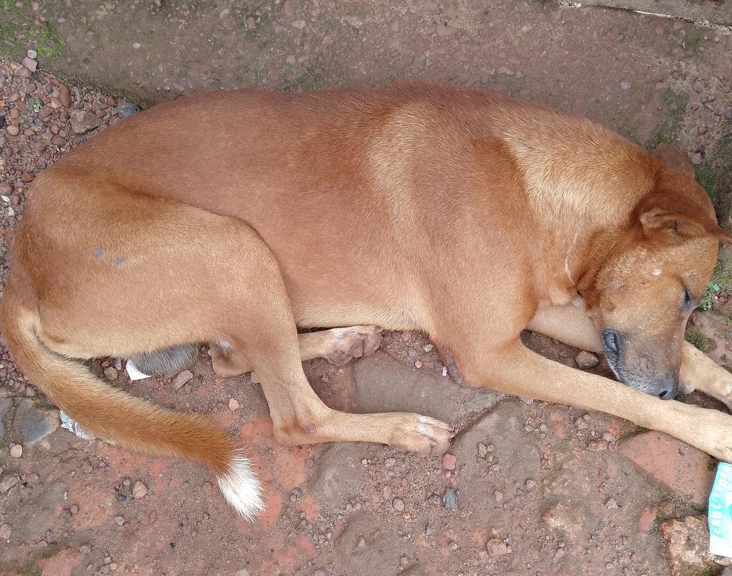 Boké : des citoyens menacés par les attaques de chiens errants ! Boké : des citoyens menacés par les attaques de chiens errants !