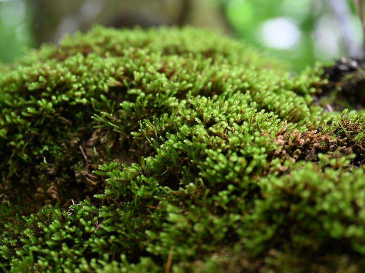 Une plante pour Mars : voil une mousse terrestre qui pourrait pousser sur  la plante Rouge - guinee Conakry