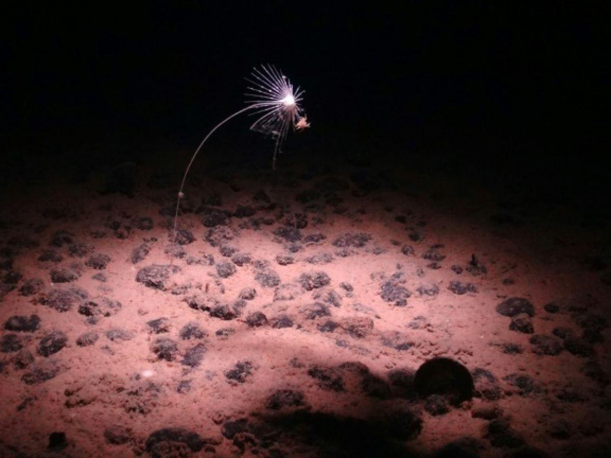 Un étonnant “oxygène noir” fabriqué dans les abysses de l’océan Pacifique Un étonnant “oxygène noir” fabriqué dans les abysses de l’océan Pacifique