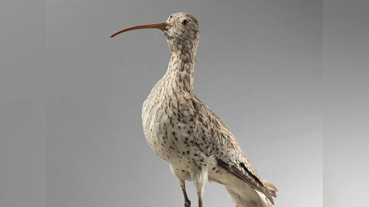 Aperçue une dernière fois en 1995, cette espèce d’oiseau serait aujourd’hui éteinte Aperçue une dernière fois en 1995, cette espèce d’oiseau serait aujourd’hui éteinte