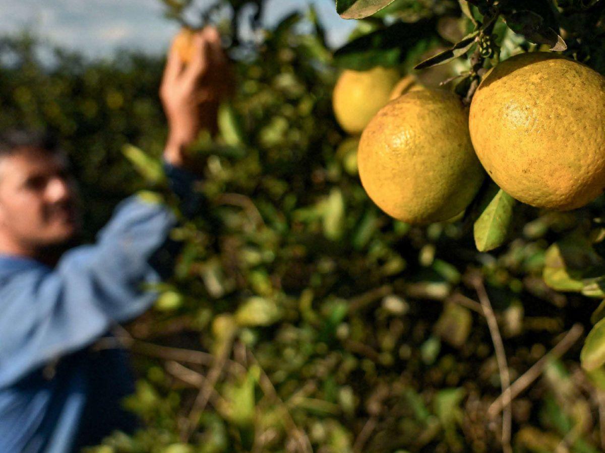 La culture des oranges en danger La culture des oranges en danger