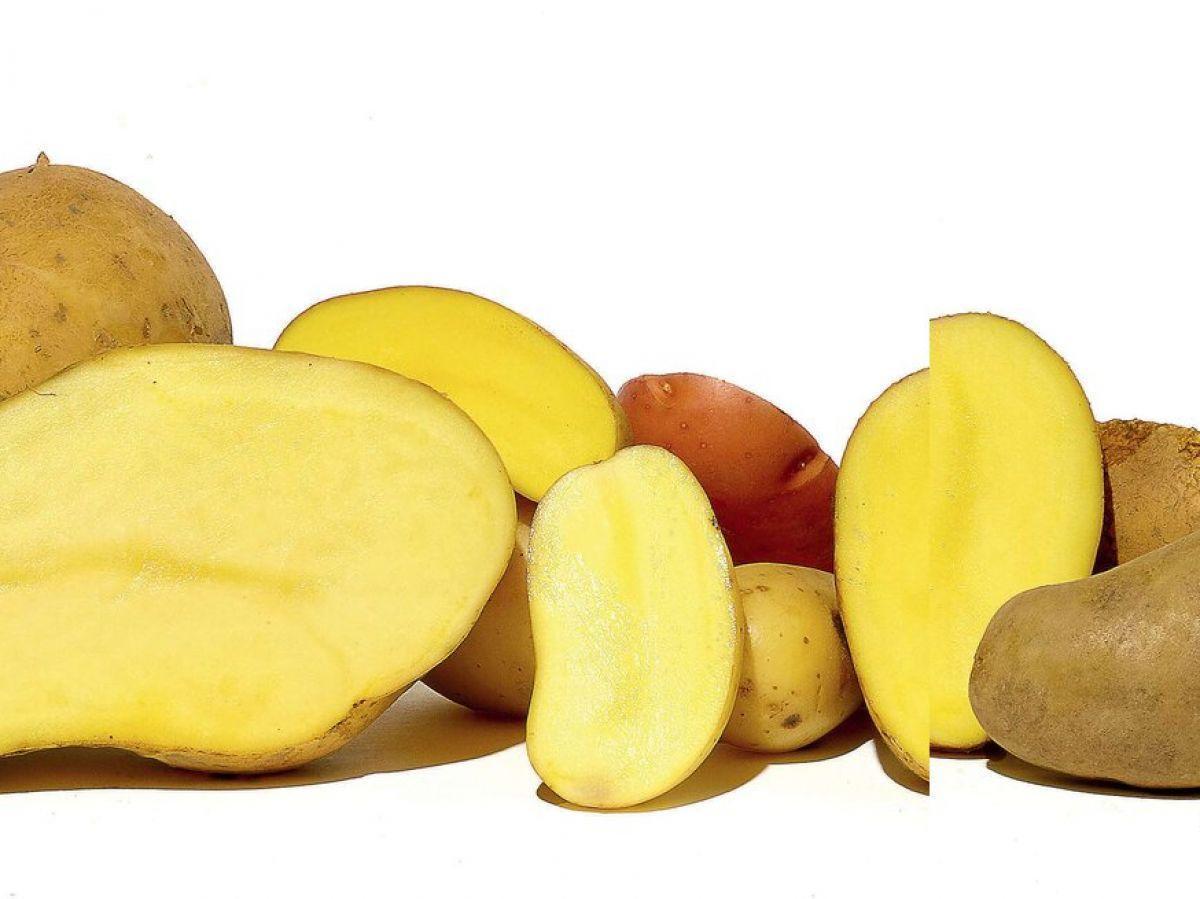 La pomme de terre sous toutes ses formes La pomme de terre sous toutes ses formes