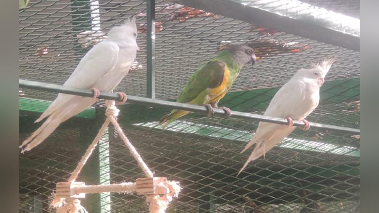 La Brigade Anti-criminalité Environnementale Interpelle Deux Suspects et Confisque des Oiseaux Sauvages Protégés La Brigade Anti-criminalité Environnementale Interpelle Deux Suspects et Confisque des Oiseaux Sauvages Protégés