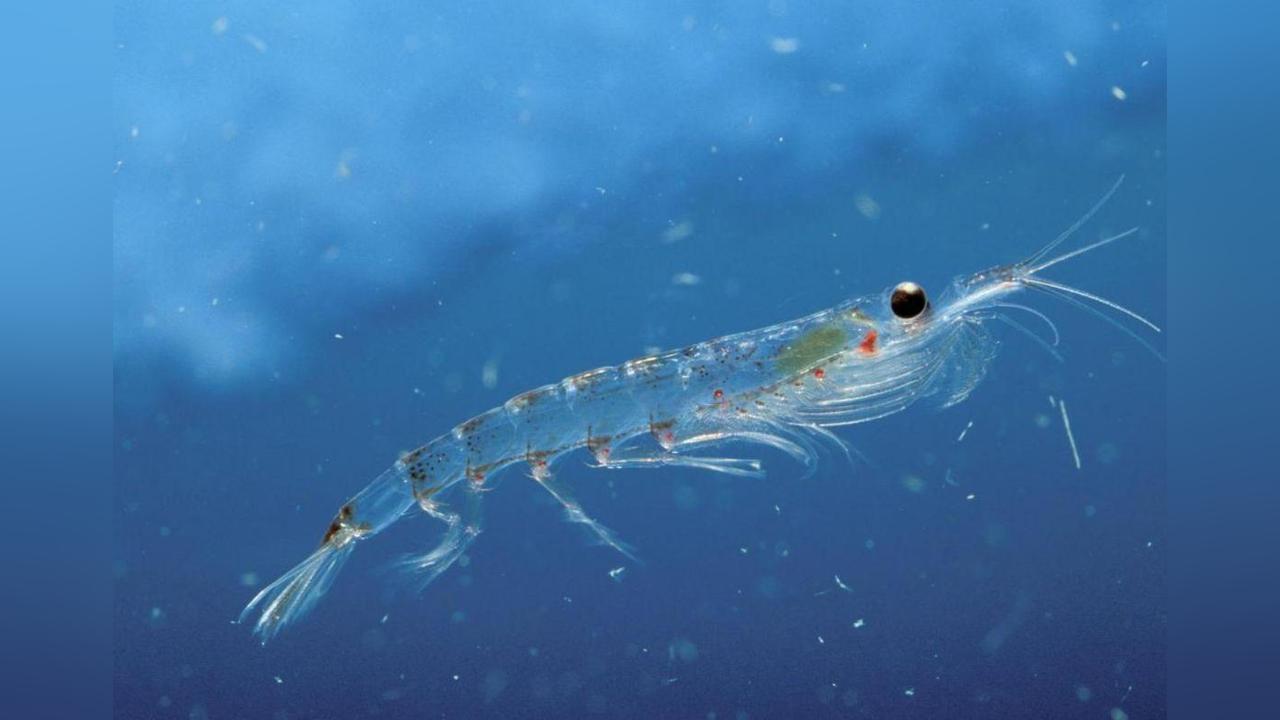 Le Krill Antarctique Prend la Fuite en Présence… D’excréments de Manchot ! Le Krill Antarctique Prend la Fuite en Présence… D’excréments de Manchot !