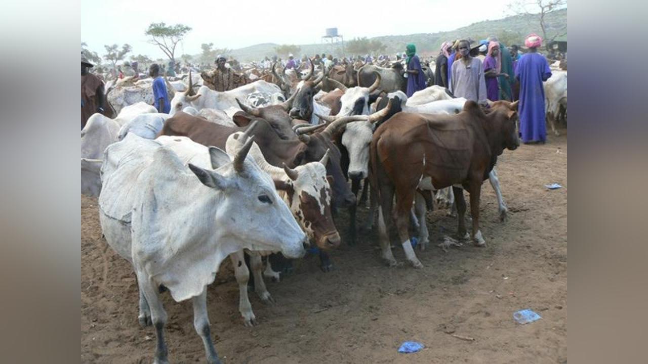 Transhumance Transfrontalière : les Éleveurs Maliens Sommés de Quitter la Guinée au Plus Tard le 2 Mai 2025 Transhumance Transfrontalière : les Éleveurs Maliens Sommés de Quitter la Guinée au Plus Tard le 2 Mai 2025