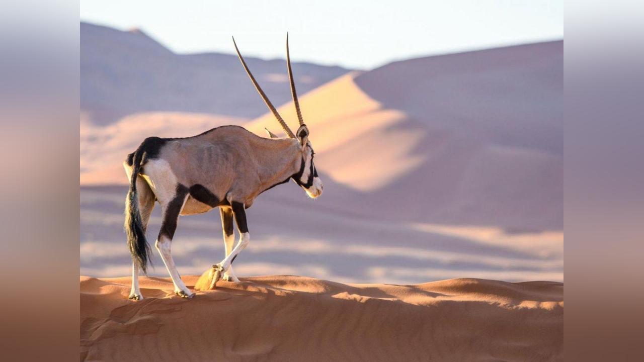 Survivre dans le Désert : les Étonnantes Stratégies D’Adaptation des Animaux et des Plantes en Milieu Hostile Survivre dans le Désert : les Étonnantes Stratégies D’Adaptation des Animaux et des Plantes en Milieu Hostile