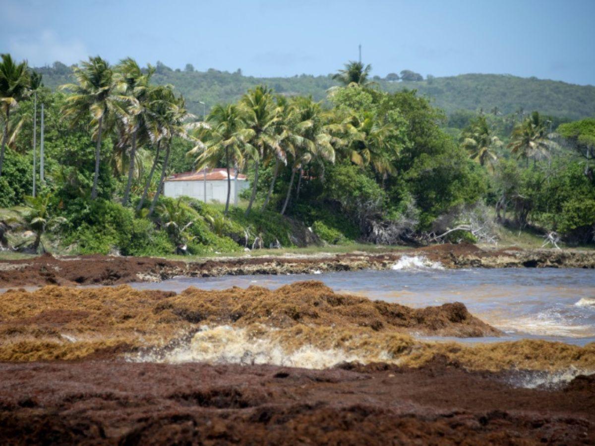 Invasion de Sargasses en Guadeloupe et Gaz Toxiques Invasion de Sargasses en Guadeloupe et Gaz Toxiques