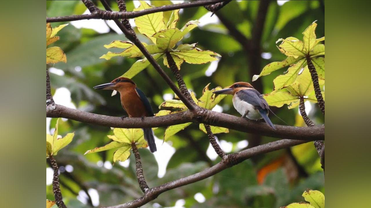 Oiseaux Menacés Pondent des Œufs dans la Nature Oiseaux Menacés Pondent des Œufs dans la Nature