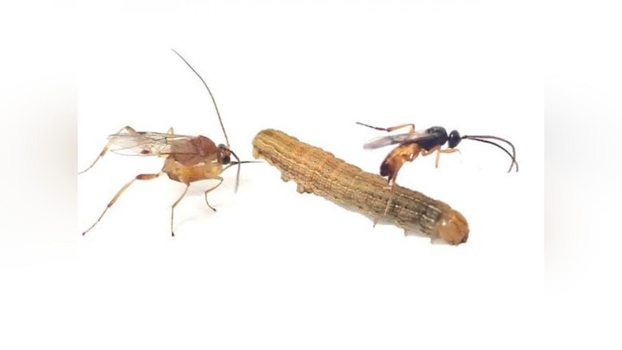 Guêpe Parasitoïde Piratant un Hôte Étranger Guêpe Parasitoïde Piratant un Hôte Étranger
