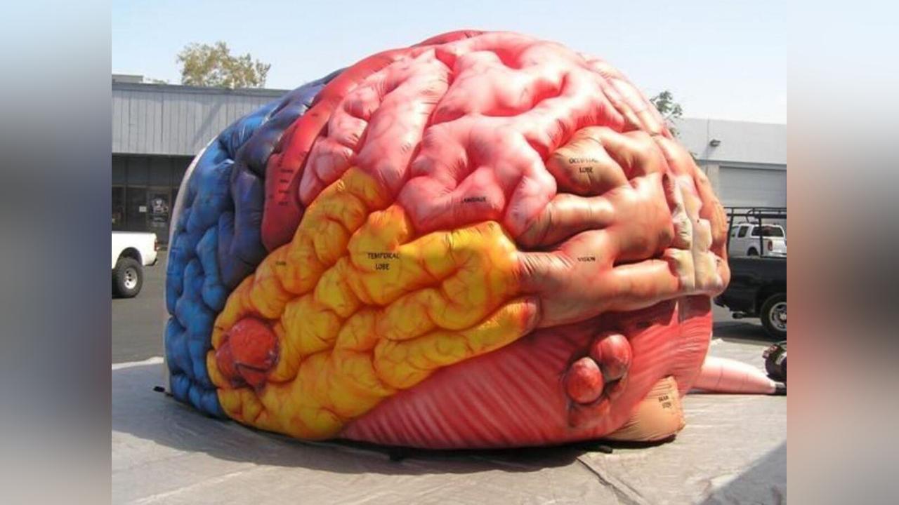 Cerveau Gonflable pour Sensibiliser aux Tumeurs Cérébrales Cerveau Gonflable pour Sensibiliser aux Tumeurs Cérébrales