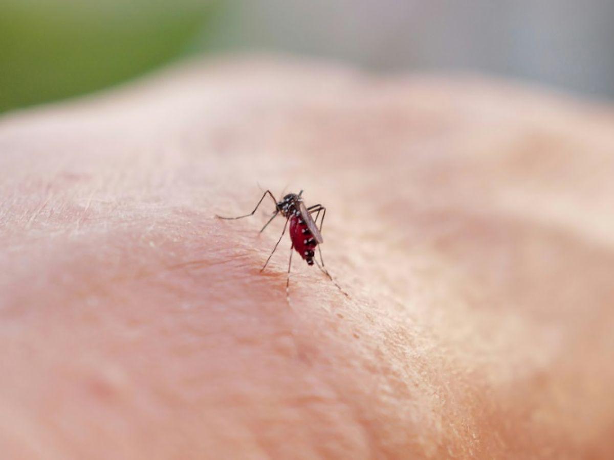 Dengue et Chikungunya: 2000 Cas Importés en France Dengue et Chikungunya: 2000 Cas Importés en France