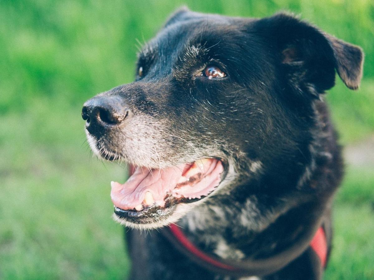 Suivi Précis de L’Espérance de Vie des Chiens par Race Suivi Précis de L’Espérance de Vie des Chiens par Race