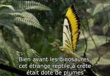 Reptile À Plumes Robot et Sérotonine en Ultrabrèves Reptile À Plumes Robot et Sérotonine en Ultrabrèves