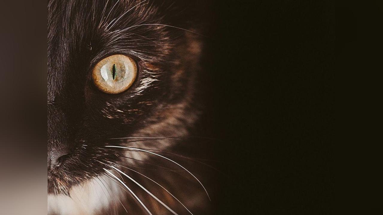 Chats Démence et Alzheimer: Similitudes Notables Chats Démence et Alzheimer: Similitudes Notables