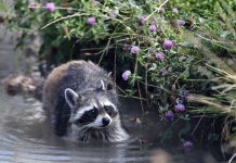 Inarrêtable Progression du Raton Laveur en France Inarrêtable Progression du Raton Laveur en France