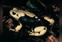 Crapauds Exceptionnels ne Deviendront Jamais Têtards Crapauds Exceptionnels ne Deviendront Jamais Têtards