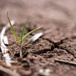 Microbiote du Sol et Adaptation des Plantes aux Sécheresses Microbiote du Sol et Adaptation des Plantes aux Sécheresses