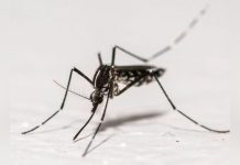 L’épidémie de Chikungunya S’achève en Métropole L’épidémie de Chikungunya S’achève en Métropole