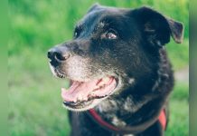 Espérance de Vie des Chiens Selon leur Race Espérance de Vie des Chiens Selon leur Race