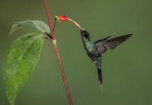 Évolution du Bec du Colibri pour Transpercer Adversaires Évolution du Bec du Colibri pour Transpercer Adversaires
