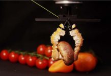 Pince Robotique Innovante Inspirée des Langoustines Pince Robotique Innovante Inspirée des Langoustines