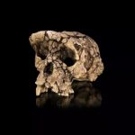 Nouvelle Étude Soutient Bipédie de Toumaï, Ancêtre Potentiel Nouvelle Étude Soutient Bipédie de Toumaï, Ancêtre Potentiel