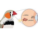 Un Paradoxe Biologique Résolu sur la Rétine des Oiseaux Un Paradoxe Biologique Résolu sur la Rétine des Oiseaux