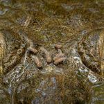 Regard Captivant D’Un Crocodile Couronné en Photo Regard Captivant D’Un Crocodile Couronné en Photo