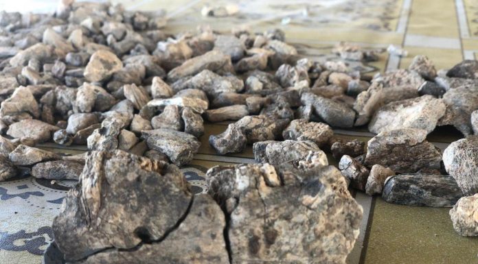 Découverte Révolutionnaire sur les Paranthropes Disparus Découverte Révolutionnaire sur les Paranthropes Disparus