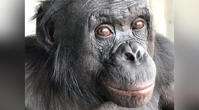 Un Bonobo Prouve L’Imagination Partagée avec L’Homme Un Bonobo Prouve L’Imagination Partagée avec L’Homme
